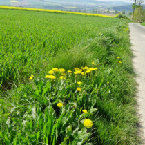 Löwenzahn am Wegrand Löwenzahn am Wegrand