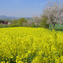 Bei Dehrenberg Dehrenberg