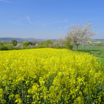 Bei Dehrenberg Bei Dehrenberg