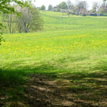 Durch Wald und Feld Durch Wald und Feld